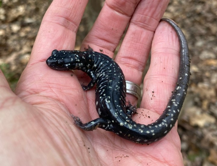 Slimy Salamander